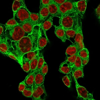 Immunofluorescent staining of MeOH fixed human HepG2 cells with recombinant Glypican-3 antibody (clone GPC3/1534R, green) and Reddot nuclear stain (red).~