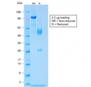 SDS-PAGE analysis of purified, BSA-free recombinant WT1 antibody (clone WT1/1434R) as confirmation of integrity and purity.