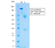 SDS-PAGE analysis of purified, BSA-free recombinant MART-1 antibody (clone MLANA/1409R) as confirmation of integrity and purity.