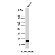 MART-1 Antibody COLO-38 WB. Western blot analysis of human COLO-38 cell lysate using recombinant MART-1 antibody clone MLANA/1409R. A strong band is detected near approximately 18-20 kDa, consistent with the expected molecular weight range of Melan-A / MLANA, a melanocyte lineage-associated protein involved in melanosome maturation and melanoma differentiation pathways. A possible closely migrating doublet may reflect alternatively processed or post-translationally modified MLANA-associated protein species commonly observed in melanoma-derived cell lines.