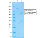 SDS-PAGE analysis of purified, BSA-free recombinant Melan-A antibody (clone MLANA/1761R) as confirmation of integrity and purity.