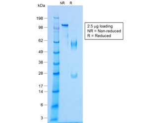 SDS-PAGE analysis of purified, BSA-free recombinant NKX2.2 antibody (clone NX2/14