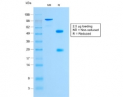 SDS-PAGE analysis of purified, BSA-free recombinant Glycophorin A antibody (clone GYPA/1725R) as confirmation of integrity and purity.