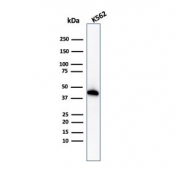 Western blot testing of human K562 cell lysate with Glycophorin A antibody (clone GYPA/1725R). Expected molecular weight: routinely observed at ~16/38 kDa.