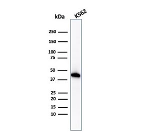 Western blot testing of human K562 cell lysate with Gl