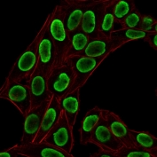 Immunofluorescent staining of permeabilized human HeLa cells with recombinant Histone H1 antibody (green, clone HH1/1784R) and Phalloidin.