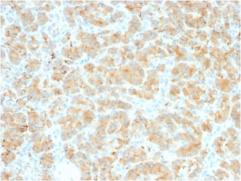 IHC testing of FFPE human pancreas with recombinant Glycoprotein 2 antibody (clone GP2/2569R). HIER: boil tissue sections in pH 9 10mM Tris with 1mM EDTA for 10-20 min and allow to cool before testing.~