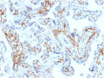 IHC staining of FFPE human placental tissue with GSTM1 antibody (clone CPTC-GSTMu1-3). HIER: boil tissue sections in pH6, 10mM citrate buffer, for 10-20 min and allow to cool before testing.~