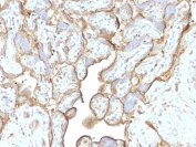 IHC testing of FFPE human placental tissue with Annexin A1 antibody (clone CPTC-ANXA1-1). Required HIER: steam section in pH6 citrate buffer for 20 min and allow to cool prior to staining.