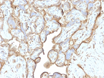 IHC testing of FFPE human placental tissue with