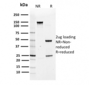 SDS-PAGE analysis of purified, BSA-free Annexin A1 antibody (clone CPTC-ANXA1-1) as confirmation of integrity and purity.
