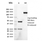 SDS-PAGE analysis of purified, BSA-free Neuregulin-1 antibody (clone NRG1/2752) as confirmation of integrity and purity.
