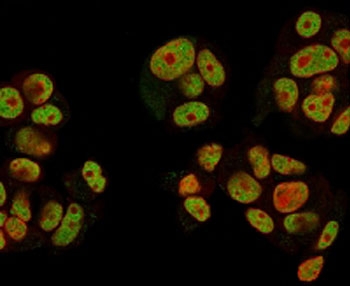 Immunofluorescent staining of human MCF7 cells with Neuregulin-1 antibody (clone NRG1/2752, green) and Reddot nuclear stain (red).~