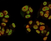 Immunofluorescent staining of human MCF7 cells with Neuregulin-1 antibody (clone NRG1/2752, green) and Reddot nuclear stain (red).
