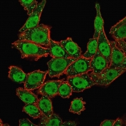 Immunofluorescent staining of human permeabilized HeLa cells with APE1 antibody (clone CPTC-APEX1-2). Green = APE1 antibody + secondary, Red = Phalloidin.