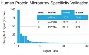 Analysis of HuProt(TM) microarray containing more than 19,000 full-length human proteins using APE1 antibody (clone CPTC-APEX1-2). These results demonstrate the foremost specificity of the CPTC-APEX1-2 mAb.<BR>Z- and S- score: The Z-score represents the strength of a signal that an antibody (in combination with a fluorescently-tagged anti-IgG secondary Ab) produces when binding to a particular protein on the HuProt(TM) array. Z-scores are described in units of standard deviations (SD's) above the mean value of all signals generated on that array. If the targets on the HuProt(TM) are arranged in descending order of the Z-score, the S-score is the difference (also in units of SD's) between the Z-scores. The S-score therefore represents the relative target specificity of an Ab to its intended target.