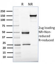 SDS-PAGE analysis of purified, BSA-free APE1 antibody (clone CPTC-APEX1-2) as confirmation of integrity and purity.