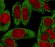 Immunofluorescent staining of PFA-fixed human HeLa cells with RPSA antibody (green, clone LMNR-1) and Reddot nuclear stain (red).