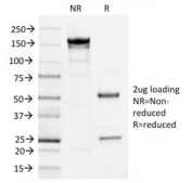 SDS-PAGE analysis of purified, BSA-free CD123 antibody (clone IL3RA/1531) as confirmation of integrity and purity.