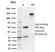 SDS-PAGE analysis of purified, BSA-free CD127 antibody (clone IL7R/2751) as confirmation of integrity and purity.