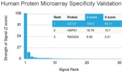 Analysis of HuProt(TM) microarray containing more than 19,000 full-length human proteins using CD127 antibody (clone IL7R/2751). These results demonstrate the foremost specificity of the IL7R/2751 mAb. Z- and S- score: The Z-score represents the strength of a signal that an antibody (in combination with a fluorescently-tagged anti-IgG secondary Ab) produces when binding to a particular protein on the HuProt(TM) array. Z-scores are described in units of standard deviations (SD's) above the mean value of all signals generated on that array. If the targets on the HuProt(TM) are arranged in descending order of the Z-score, the S-score is the difference (also in units of SD's) between the Z-scores. The S-score therefore represents the relative target specificity of an Ab to its intended target.