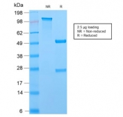 SDS-PAGE analysis of purified, BSA-free recombinant MCM7 antibody (clone MCM7/2756R) as confirmation of integrity and purity.