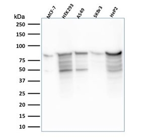 Western blot testing of human samples with MCM7 antibody (clone MCM7/2756R). Expected mo