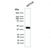 Western blot testing of human HCT116 antibody with recombinant Cytokeratin 18 antibody (clone KRT18/2819R). Predicted molecular weight ~48 kDa.