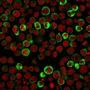 Immunofluorescent staining of paraformaldehyde-Raji cells with RPSA antibody (green, clone RPSA/2699) and Reddot nuclear stain (red).