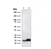 Western blot testing of human 1) JEG-3 and 2) K562 cell lysate with recombinant Galectin 1 antibody (clone GAL1/2499R). Expected molecular weight ~14 kDa.