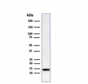 Western blot testing of human HeLa cell lysate with recombinant Galectin 1 antibody (clone GAL1/2499R). Expected molecular weight ~14 kDa.