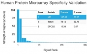 Analysis of HuProt(TM) microarray containing more than 19,000 full-length human proteins using Myoglobin antibody (clone MB/2105). These results demonstrate the foremost specificity of the MB/2105 mAb. Z- and S- score: The Z-score represents the strength of a signal that an antibody (in combination with a fluorescently-tagged anti-IgG secondary Ab) produces when binding to a particular protein on the HuProt(TM) array. Z-scores are described in units of standard deviations (SD's) above the mean value of all signals generated on that array. If the targets on the HuProt(TM) are arranged in descending order of the Z-score, the S-score is the difference (also in units of SD's) between the Z-scores. The S-score therefore represents the relative target specificity of an Ab to its intended target.