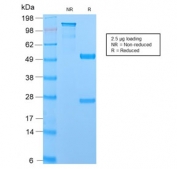 SDS-PAGE analysis of purified, BSA-free recombinant MUC1 antibody (clone MUC1/2729R) as confirmation of integrity and purity.