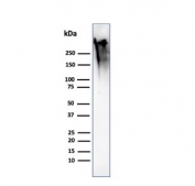 Western blot testing of human MCF7 cell lysate with recombinant Mucin-1 antibody (clone MUC1/2818R). This glycoprotein is commonly visualized between 120~500 kDa.