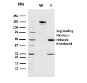 SDS-PAGE analysis of purified, BSA-free MAGEA4 antibody (clone CPTC-MAGEA4-1) as confirmation of integrity and purity.
