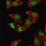 Immunofluorescent staining of fixed human HeLa cells with Nucleophosmin antibody (clone NPM1/1902, green) and Reddot nuclear stain (red).