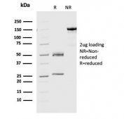 SDS-PAGE analysis of purified, BSA-free Geminin antibody (clone CPTC-GMNN-1) as confirmation of integrity and purity.