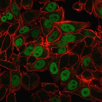 Immunofluorescent staining of PFA-fixed human HeLa cells with Geminin antibody antibody (clone CPTC-GMNN-1, green) and Phalloidin (red).~