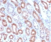 IHC staining of FFPE human kidney with recombinant MTAP antibody (clone SMTP-1R). Required HIER: steam section in pH 9 10mM Tris with 1mM EDTA for 20 min and allow to cool prior to staining.