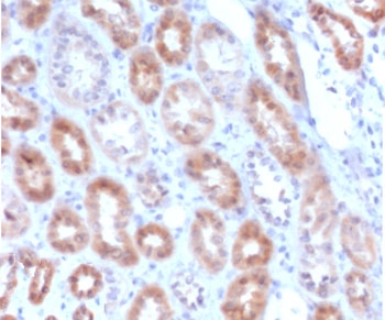 IHC staining of FFPE human kidney with recombinant MTAP antibody (clone SMTP-1R). R