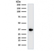 Western blot testing of human Raji cell lysate with BOB1 antibody (clone BOB1/2421). Predicted molecular weight: ~28 kDa (unmodified), 35-40 kDa (ubiquitinated).