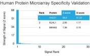 Analysis of HuProt(TM) microarray containing more than 19,000 full-length human proteins using RAD51 antibody (clone RAD51/2765). These results demonstrate the foremost specificity of the RAD51/2765 mAb. Z- and S- score: The Z-score represents the strength of a signal that an antibody (in combination with a fluorescently-tagged anti-IgG secondary Ab) produces when binding to a particular protein on the HuProt(TM) array. Z-scores are described in units of standard deviations (SD's) above the mean value of all signals generated on that array. If the targets on the HuProt(TM) are arranged in descending order of the Z-score, the S-score is the difference (also in units of SD's) between the Z-scores. The S-score therefore represents the relative target specificity of an Ab to its intended target.