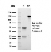 SDS-PAGE analysis of purified, BSA-free TMEPAI antibody (clone PMEPA1/2698) as confirmation of integrity and purity.