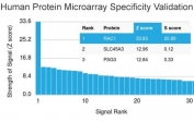 Analysis of HuProt(TM) microarray containing more than 19,000 full-length human proteins using RAC1 antibody (clone CPTC-RAC1-1). These results demonstrate the foremost specificity of the CPTC-RAC1-1 mAb. Z- and S- score: The Z-score represents the strength of a signal that an antibody (in combination with a fluorescently-tagged anti-IgG secondary Ab) produces when binding to a particular protein on the HuProt(TM) array. Z-scores are described in units of standard deviations (SD's) above the mean value of all signals generated on that array. If the targets on the HuProt(TM) are arranged in descending order of the Z-score, the S-score is the difference (also in units of SD's) between the Z-scores. The S-score therefore represents the relative target specificity of an Ab to its intended target.