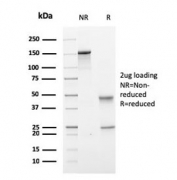 SDS-PAGE analysis of purified, BSA-free TMEPAI antibody (clone PMEPA1/2697) as confirmation of integrity and purity.