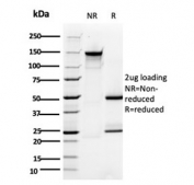 SDS-PAGE analysis of purified, BSA-free TMEPAI antibody (clone PMEPA1/2696) as confirmation of integrity and purity.