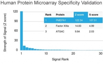 Analysis of HuProt(TM) microarray containing more than 19,000 full-length human proteins using TMEPAI antibody (clone PMEPA1/2696). These results demonstrate the foremost specificity of the PMEPA1/2696 mAb.<BR>Z- and S- score: The Z-score represents the strength of a signal that an antibody (in combination with a fluorescently-tagged anti-IgG secondary Ab) produces when binding to a particular protein on the HuProt(TM) array. Z-scores are described in units of standard deviations (SD's) above the mean value of all signals generated on that array. If the targets on the HuProt(TM) are arranged in descending order of the Z-score, the S-score is the difference (also in units of SD's) between the Z-scores. The S-score therefore represents the relative target specificity of an Ab to its intended target.