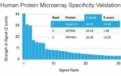 Analysis of HuProt(TM) microarray containing more than 19,000 full-length human proteins using Cyclin D1 antibody (clone CCND1/2593). These results demonstrate the foremost specificity of the CCND1/2593 mAb. Z- and S- score: The Z-score represents the strength of a signal that an antibody (in combination with a fluorescently-tagged anti-IgG secondary Ab) produces when binding to a particular protein on the HuProt(TM) array. Z-scores are described in units of standard deviations (SD's) above the mean value of all signals generated on that array. If the targets on the HuProt(TM) are arranged in descending order of the Z-score, the S-score is the difference (also in units of SD's) between the Z-scores. The S-score therefore represents the relative target specificity of an Ab to its intended target.