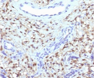 IHC testing of FFPE human placenta with recombinant S100A4 antibody (clone PS1A4-1R). Required HIER: s