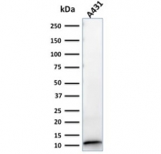 Western blot testing of human A431 lysate with S100A2 antibody (clone CPTC-S100A2-2). Expected molecular weight ~11 kDa.